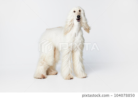 Image of purebred, beautiful Afghan Hound dog standing and attentively looking against white studio background Image of purebred, beautiful Afghan Hound dog standing and attentively looking against white studio background 104078850