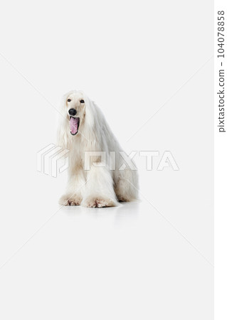 Image of beautiful, smart, purebred Afghan Hound dog sitting and yawning against white studio background Image of beautiful, smart, purebred Afghan Hound dog sitting and yawning against white studio background 104078858
