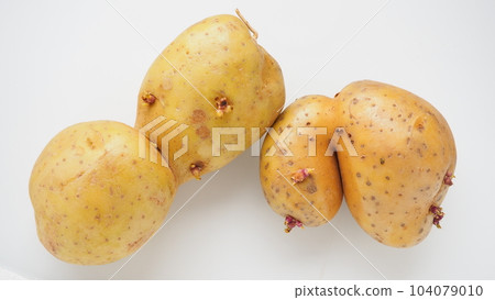 Ugly potatoes on white background. Unnormal vegetable, zero waste. Irregular shaped pratie spud. Influence of dioxins, radiation, pesticides and mutagenic factors on plant development Ugly potatoes on white background. Unnormal vegetable, zero waste. Irregular shaped pratie spud. Influence of dioxins, radiation, pesticides and mutagenic factors on plant development 104079010