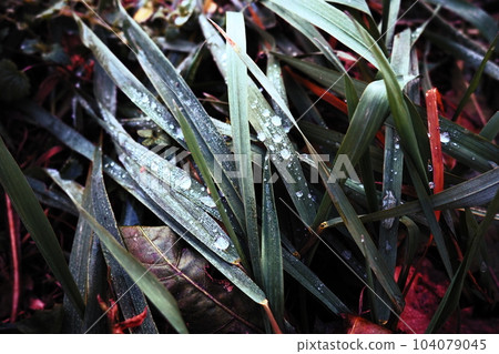 Dew or melt water on green grass. Thawing after a morning winter frost. Lying grass in the meadow. Off-season, windless calm weather. Green leaf with water drops. Dew or melt water on green grass. Thawing after a morning winter frost. Lying grass in the meadow. Off-season, windless calm weather. Green leaf with water drops. 104079045