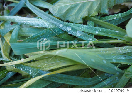 Dew or melt water on green grass. Thawing after a morning winter frost. Lying grass in the meadow. Off-season, windless calm weather. Green leaf with water drops. Dew or melt water on green grass. Thawing after a morning winter frost. Lying grass in the meadow. Off-season, windless calm weather. Green leaf with water drops. 104079049