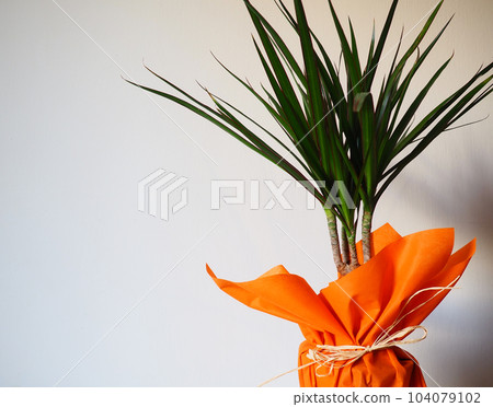 Dracaena, tropical plant as an interior item. A gift in orange wrapping paper on a table with a white napkin. White background. Dracaena or Dracaenaceae. 104079102