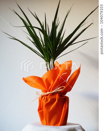 Dracaena, tropical plant as an interior item. A gift in orange wrapping paper on a table with a white napkin. White background. Dracaena or Dracaenaceae. 104079103