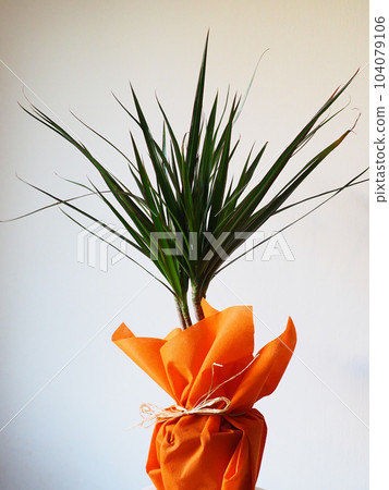 Dracaena, tropical plant as an interior item. A gift in orange wrapping paper on a table with a white napkin. White background. Dracaena or Dracaenaceae. Dracaena, tropical plant as an interior item. A gift in orange wrapping paper on a table with a white napkin. White background. Dracaena or Dracaenaceae. 104079106