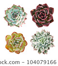 Photo with colorful succulents on a white background 104079166