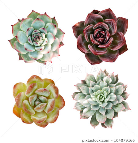 Photo with colorful succulents on a white background 104079166