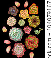 Photo of bright multi-colored succulents on a dark background. 104079167