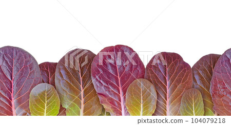 Lettuce salad purple leaves seamless horizontal border isolated on white Lettuce salad purple leaves seamless horizontal border isolated on white 104079218