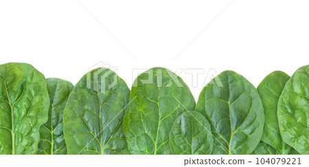Green spinach leaves seamless horizontal border isolated on white Green spinach leaves seamless horizontal border isolated on white 104079221