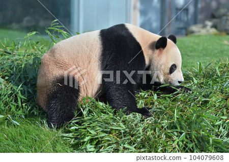 Aihama 尋找美味的竹子 104079608