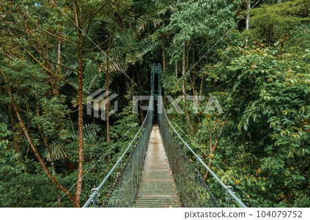Hanging Bridges in cloud forest Monteverde - Costa Rica. Suspension bridge in tropical rain forest 104079752