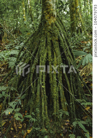 The stilt roots of the palm, Iriartea deltoidia spreading above the ground in rainforest of Costa Rica 104079793
