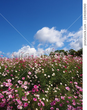 Cosmos field at Expo '70 Commemorative Park 104080900
