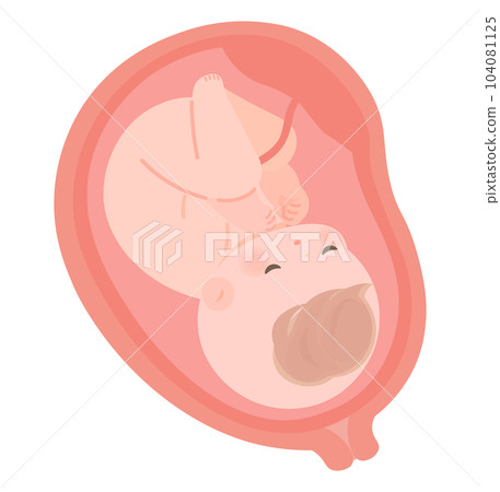 Fetus in the womb Normal baby Fetus in the womb Normal baby 104081125