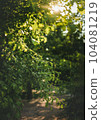 Landscape with magnificent Acer ginnala trees with beautiful green leaves, illuminated by shafts of sunlight filtering through the trees. Wallpaper with nature's beauty and simple wonder of world. 104081219