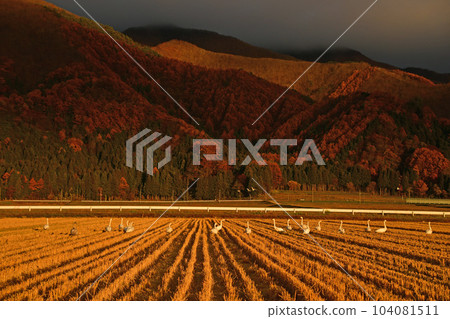 在豬苗代湖的天鵝 104081511