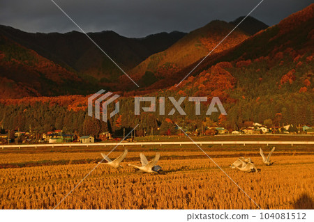 在豬苗代湖的天鵝 在豬苗代湖的天鵝 104081512