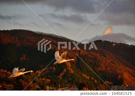 在豬苗代湖的天鵝 在豬苗代湖的天鵝 104081525