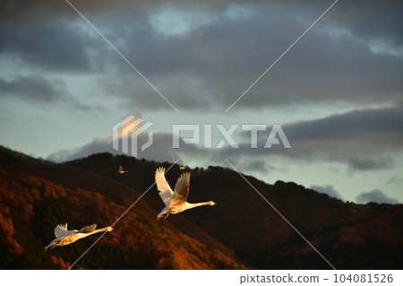 在豬苗代湖的天鵝 104081526