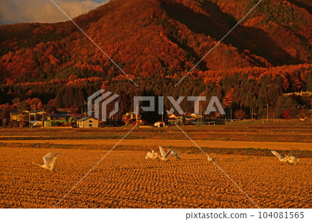 在豬苗代湖的天鵝 104081565