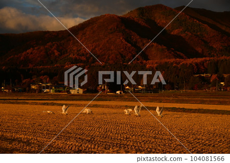 在豬苗代湖的天鵝 在豬苗代湖的天鵝 104081566