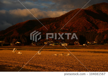 在豬苗代湖的天鵝 104081567