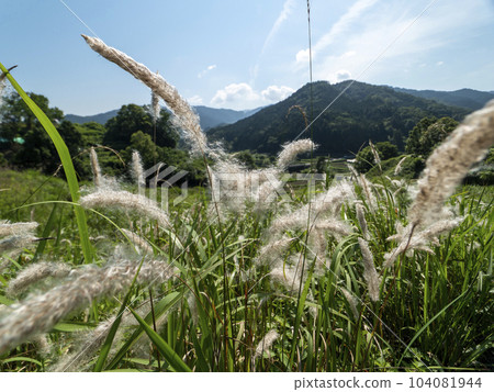 在明日香村的梯田中野生的千谷 104081944