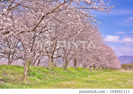 [Cherry blossom trees along the Takatoki River] Hoenji Temple, Takatsuki Town, Nagahama City, Shiga Prefecture 104082111