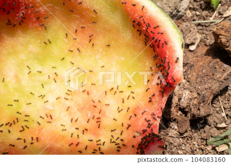 螞蟻吃西瓜 104083160