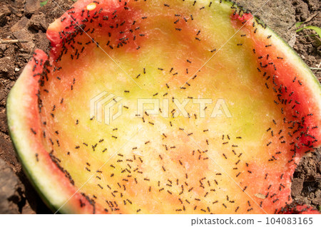 螞蟻吃西瓜 104083165