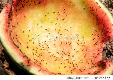 螞蟻吃西瓜 螞蟻吃西瓜 104083166