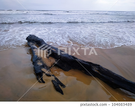 An old dry tree branch on a sandy beach 104083489