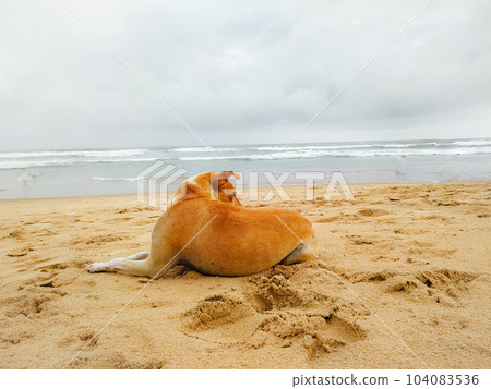 golden retriever dog relaxing, resting golden retriever dog relaxing, resting 104083536