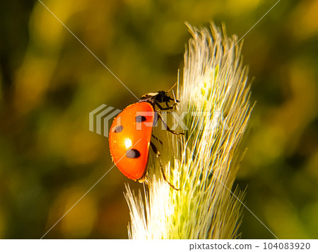Selective focus macro of ladybug on a grass flower with blurred green background 104083920