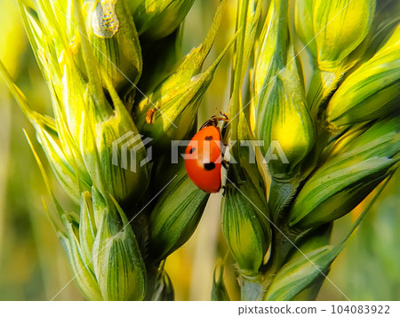 Close Up of ladybug on a green wheat ears 104083922