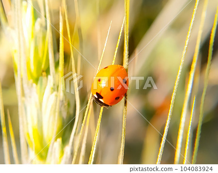 Macro shot of a ladybug on a green wheat ear on a blurred background 104083924