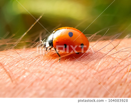 Close Up shot of a ladybug on a man,s skin on a blurred background Close Up shot of a ladybug on a man,s skin on a blurred background 104083928