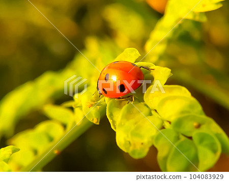 Ladybug sitting on a green leaf warm spring day on a leaf Ladybug sitting on a green leaf warm spring day on a leaf 104083929