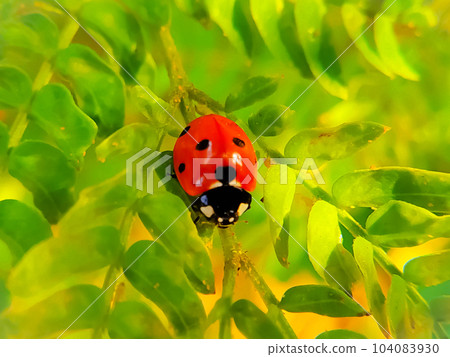 Ladybug Insect on Leaf with nature background Ladybug Insect on Leaf with nature background 104083930
