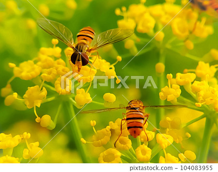 Close up of a bee collects honey on a yellow flower 104083955