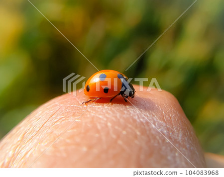 Macro shot of ladybug on man's skin with blurred background Macro shot of ladybug on man's skin with blurred background 104083968
