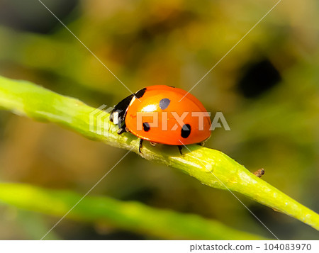 Ladybug sitting on a mustard pod captured in a macro photo 104083970