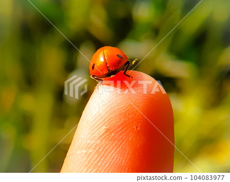 Macro shot of a ladybug on a Finger Macro shot of a ladybug on a Finger 104083977
