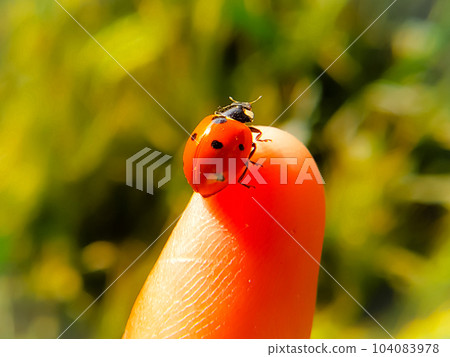 Close - Up shot of a ladybug on a Finger 104083978