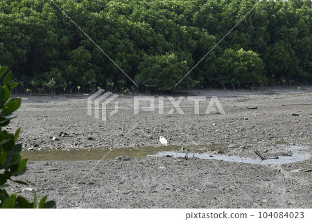 沉睡的黑臉琵鷺（沖繩） 104084023