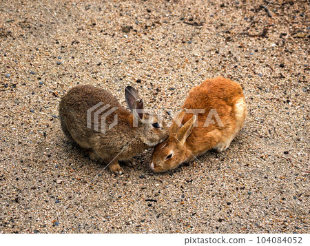 Okunojima rabbit Okunojima rabbit 104084052