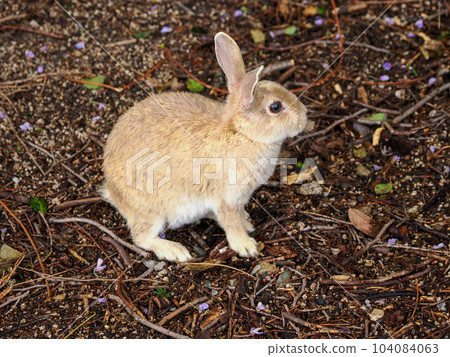 Okunojima兔子 Okunojima兔子 104084063
