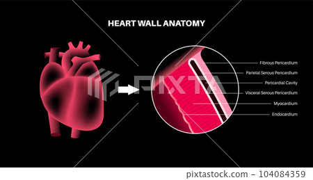 Heart wall anatomy 104084359