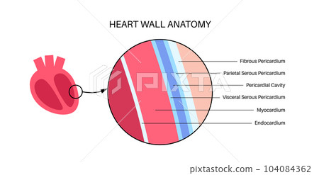 Heart wall anatomy 104084362