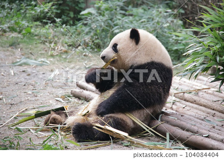 Panda Panda 104084404
